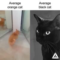 CVfTz3AfVCU3JaZG.mp4