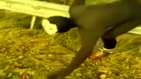 16436291266712.webm