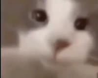 videoplayback (1).mp4