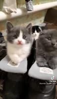 Video by Katya Subbotina.mp4