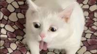 KFI4HO4W7JMU5HQM3KJ2R4FC5I.jpg