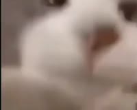 16274549467250.mp4