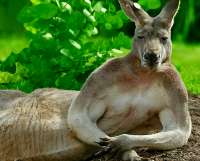 kangaroos.jpg