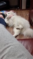 video2022-05-1800-58-04.mp4
