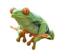 toppng.com-frog-png-pic-1224x1080.png