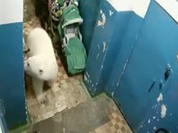 16539367798800.mp4