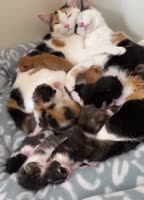 16471075394681.webm