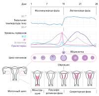 MenstrualCycleru.png