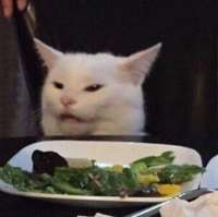 smudge-the-viral-cat.jpg