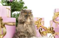 christmas-new-year-cat.jpg
