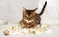 desktop-wallpaper-holidays-new-year-festive-lights-bell-animals-cats-humor-funny-play-kittens.jpg