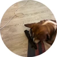 video (2).mp4