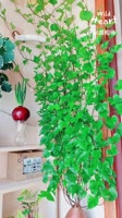 Growing Sweet Potato Vines Indoors#sweetpotato #indoorplants #fblifestyle #hydroponics.mp4