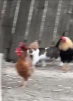 VID20250407205138846.mp4