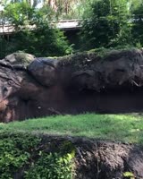 A group of otters is chasing a butterfly, but it’s even cuter when the butterfly plays with the otters r...   Those pure joys that make me love nature even more   - Pawsomepets ©Dm for credit or removal - All rights® are belong.mp4