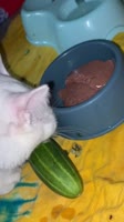 SS4fKrNfWOr0CXNV3T0raSTKuQ.mp4