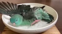 3c224da759f684cb63faec46.mp4