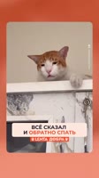 #кошки #мяу #meowmeow #cats #добро #лентадобра #рек.mp4