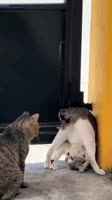 Cat’s life #catsofinstagram #funnycat #catsfollowers #pets #fyp.mp4