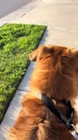 Any faster and he’ll fly away be careful.mp4