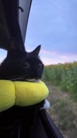 A drive to the sunflower field ひまわり畑へドライブGOGO  #catlover #catsofworld #ねこすたぐらむ #猫のいる暮らし #sunflower #ひまわり畑 #石垣島.mp4