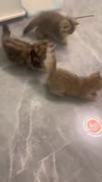 VID20250509200755889.mp4