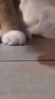 Les chats sont d’avance sur le party du nouvel an #drole #drolehumour #humourdujour #humour.mp4