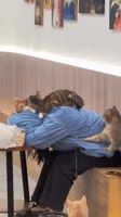 #catsofinstagram #instacat #catlove.mp4