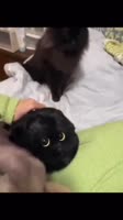 #blackcat #instacatsblack #catlover #catsagram #instagood.mp4