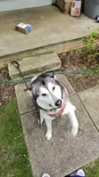 There Was A Husky On There Front Porch #amazondriver #amazon #amazondelivery.mp4