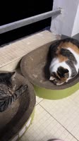 #cat #kitty #cute #kitten #pet.mp4