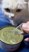 Here’s how to bathe a cat with a minimal amount of stress for both of you.1. Brush Before- Cats shed fre...ra fur won’t be good for your plumbing, and it will make it more difficult to get your cat really clean.3. Time It Right.mp4
