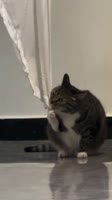 gBjSBBBqYs6yLFITs5S.mp4