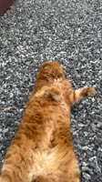 #reels #videoreels #cat #cats.mp4