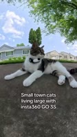 Small town cats living the dream! 📣🐈 @insta360 GO 3S #cat #insta360 #insta360catcam #cutecat.mp4