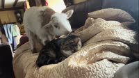 Cat Had Enough Of This Lamb.mp4