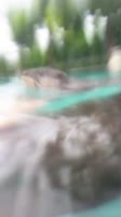 Waku Waku doesn’t let go!.mp4