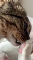 Bro’s thirsty.mp4