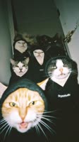The cat people, full of a sense of oppression!.mp4