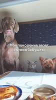 X1bUOxAsrAlut9Lrdfa8Y1gDoPw.mp4