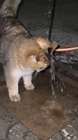 EdbvkiCf3L2PIYnyi9VaALH.mp4