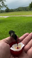 Hummingbird Henry.mp4