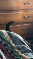 3882722720205555.mp4