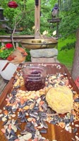 Snack time at the Chirp-cuterie board after the storm.#birds #birbs #wildbirds #wildlife #birdfeeder #bird... #nature #relaxing #asmr #baltimoreorioles #orioles #bluejays #cardinals #chirpcuterie #charcuterie #foryourcat #catvideos.mp4