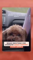 Главный дачник #животные #собаки #пёсики #добро #кек.mp4