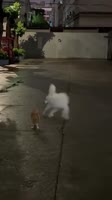 #cat #funny #cute #cats.mp4