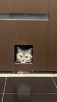 в туалет и без меня😼.mp4
