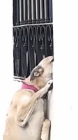 9onPdawnwvvwx2D9ltxs2aQ.mp4