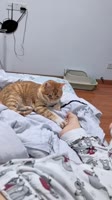 #cat #cute #cutcat #funny #pet #funnyvideo #kitty #foryou.mp4