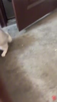 I told u to come, u should come hooman!.mp4